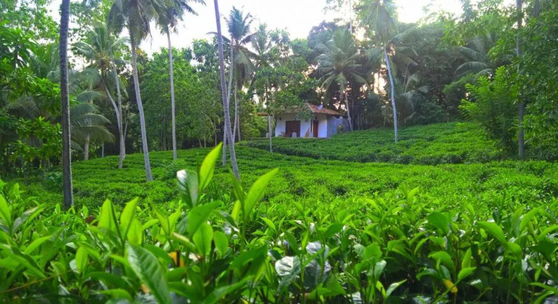 Bed and Breakfast Leisure Land Galle Exterior foto
